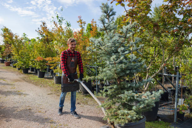 Tree Removal for Businesses in Dublin, PA